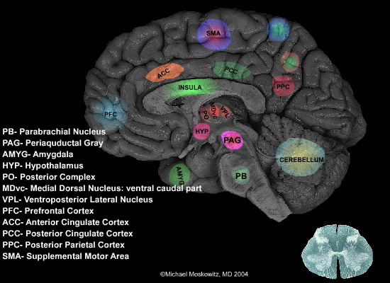 Brain and Pain
