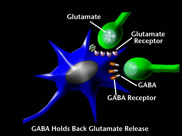Glutamate and GABA