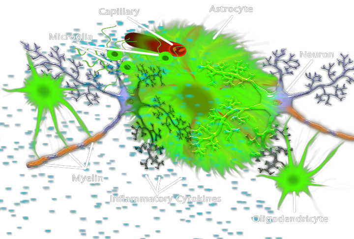 Glial Neuron Interaction annotated