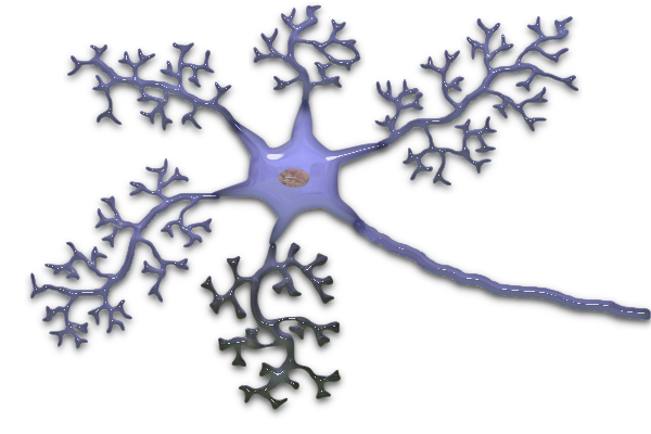 3 D Neuron