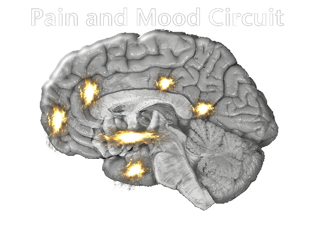 Mood and Pain Cerebral Pathways